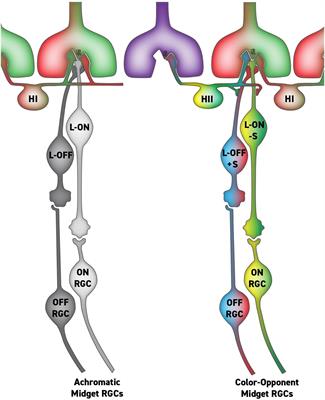 How We See Black and White: The Role of Midget Ganglion Cells